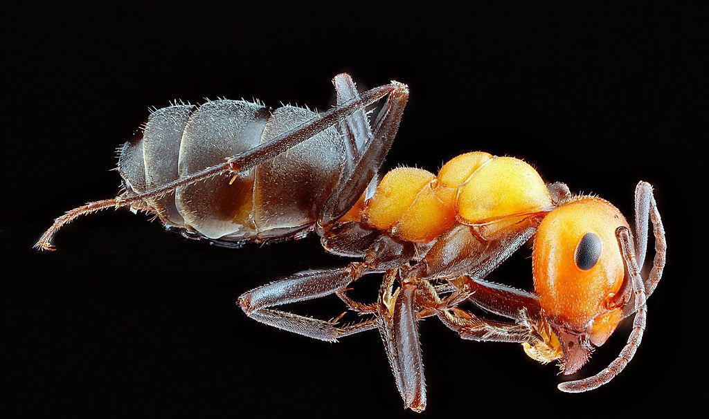 Ant Control service in Florence, SC