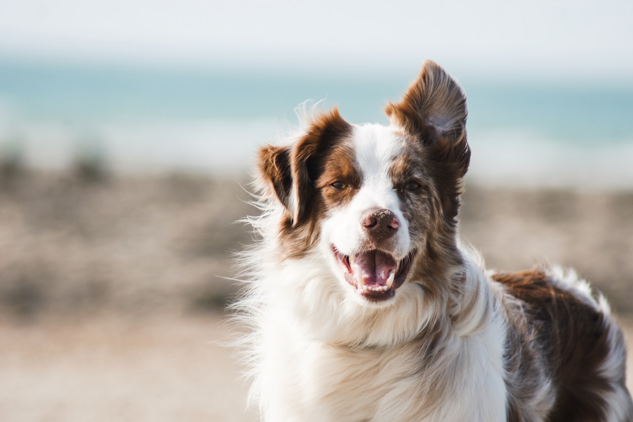 Flea & Tick Control service in Florence, SC
