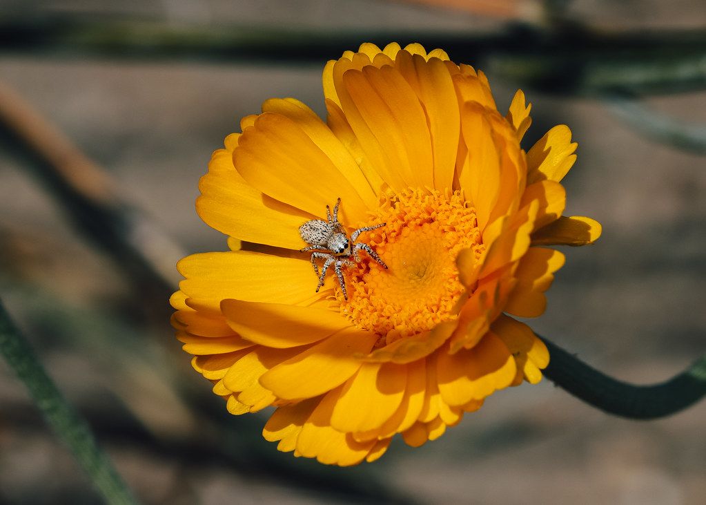 Spider Control service in Florence, SC